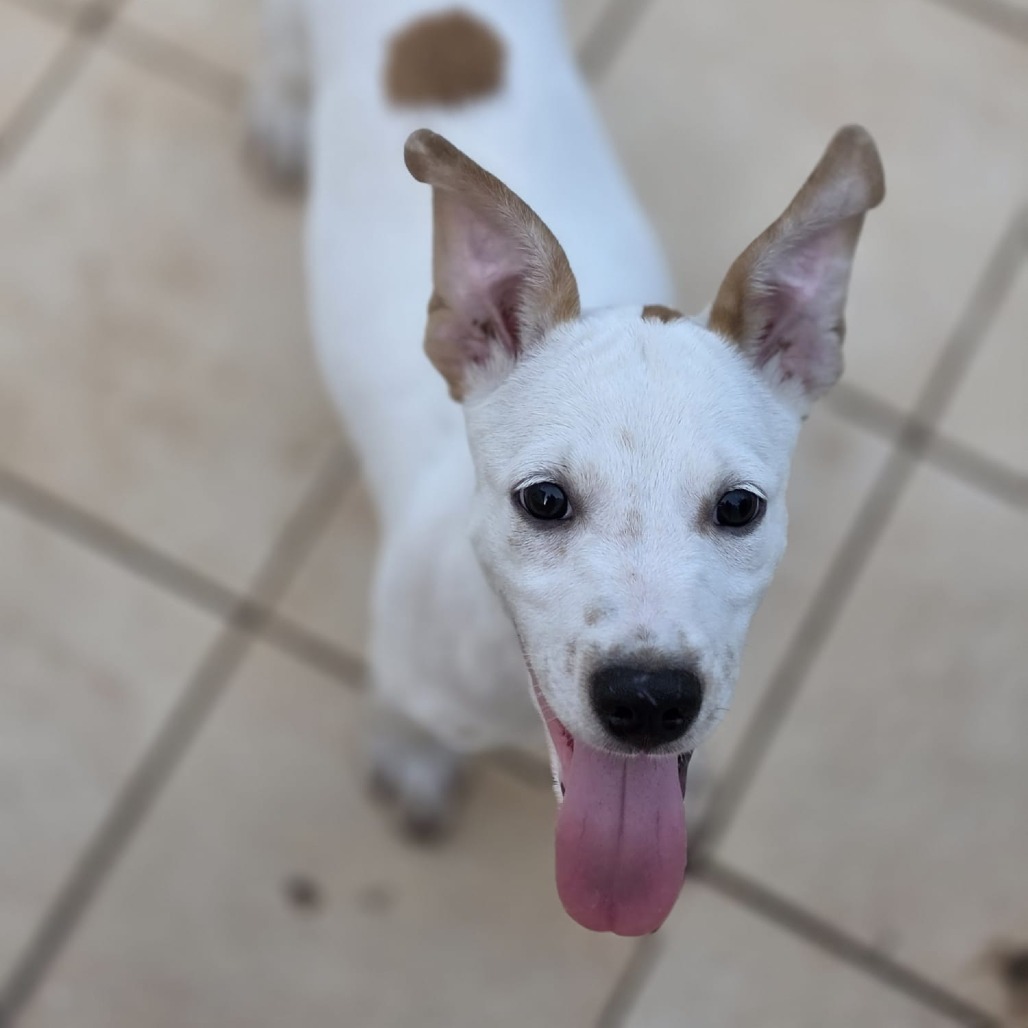 LEO DAN - Shepherd / Retriever available for adoption
