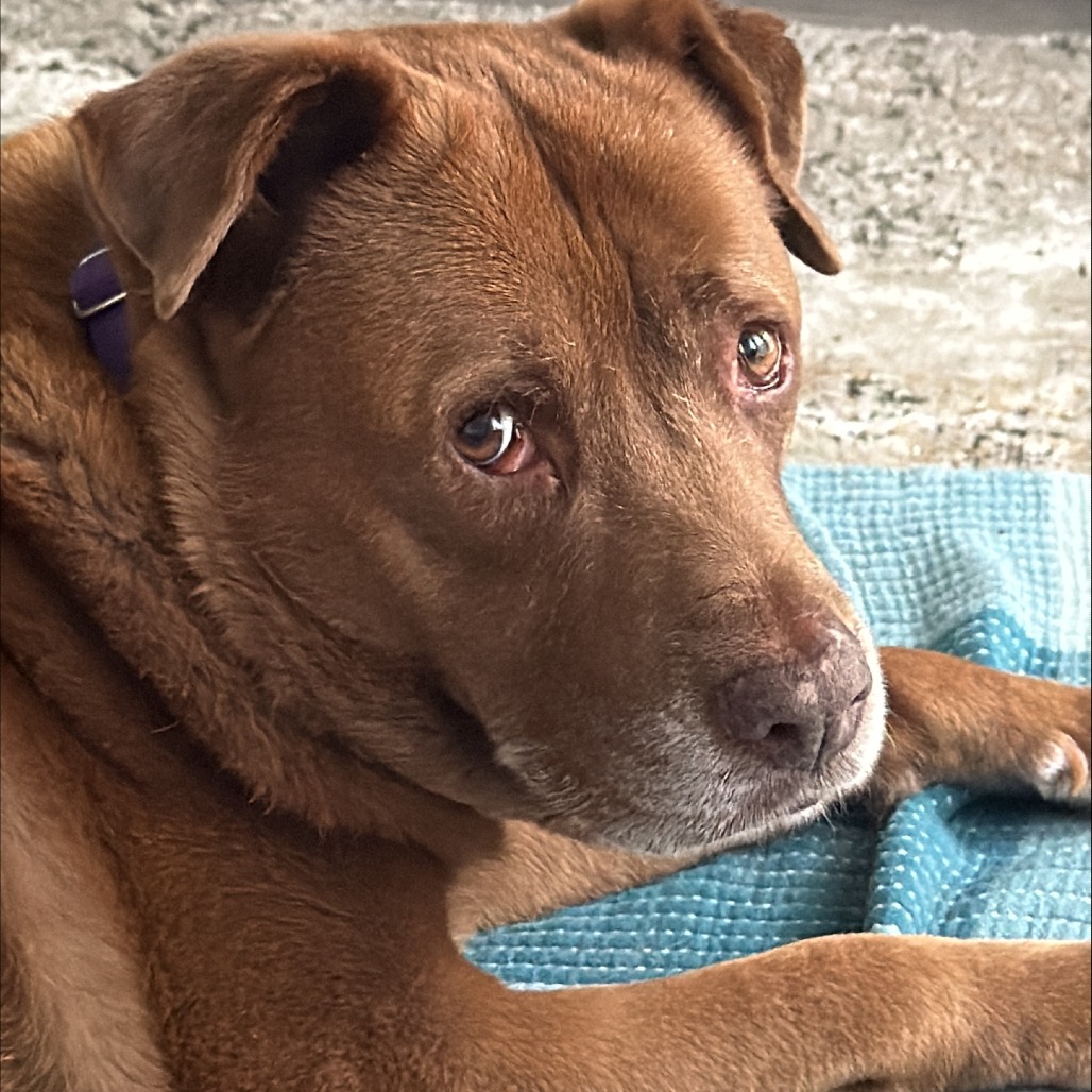 Brownie, photo 8