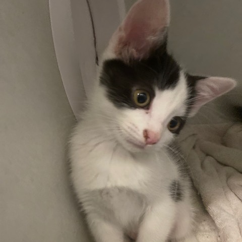 ANGELICA - Domestic Shorthair available for adoption