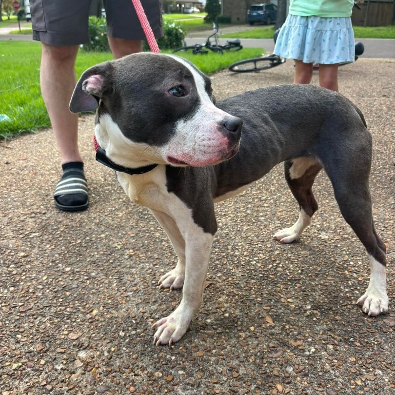 Ruby aka Woobie (Formerly Rosie), photo 2