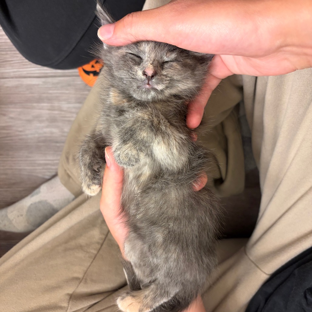 Meowry jane