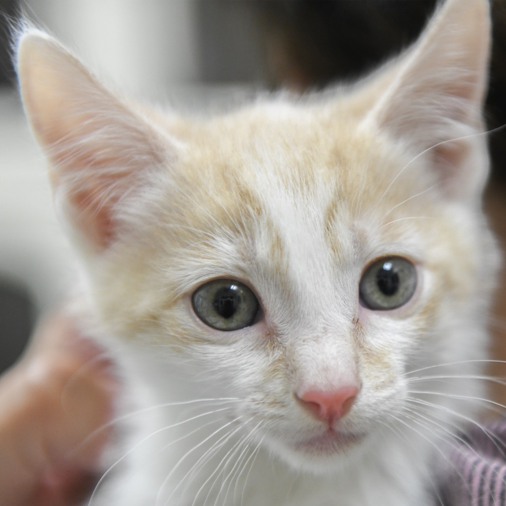 Alexander (aqua collar) - Domestic Shorthair
