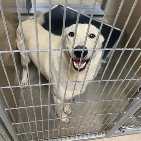 Kennel#29 Polar's preview photo