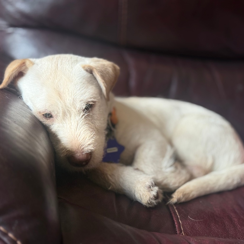 Peedee — thumbnail 5