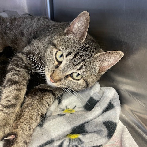 Tusc Stray 83853 2 3 4 5