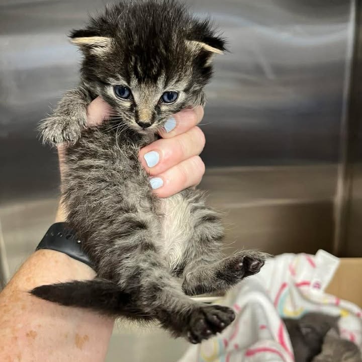 ALFALFA - Domestic Shorthair available for adoption