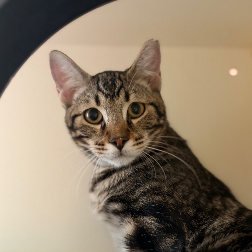 Xavier