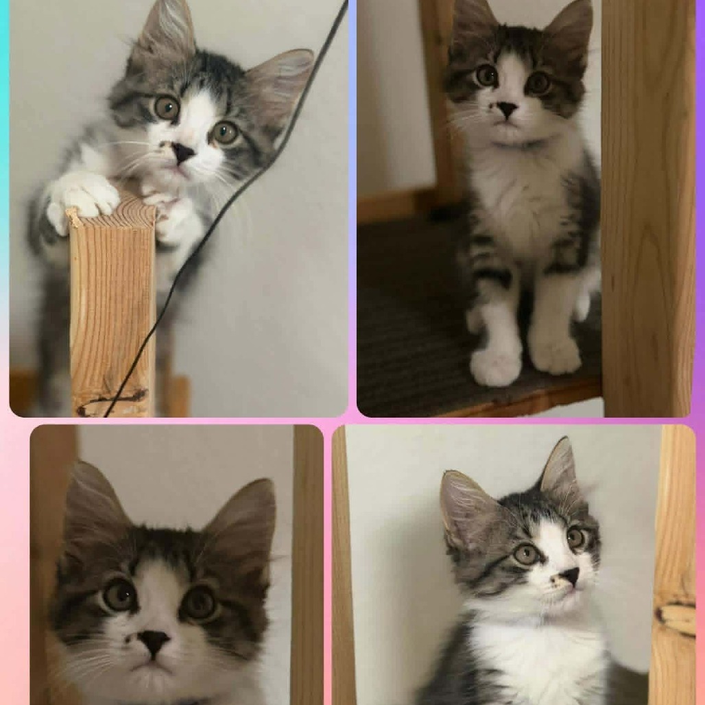 CLEO - Domestic Medium Hair available for adoption