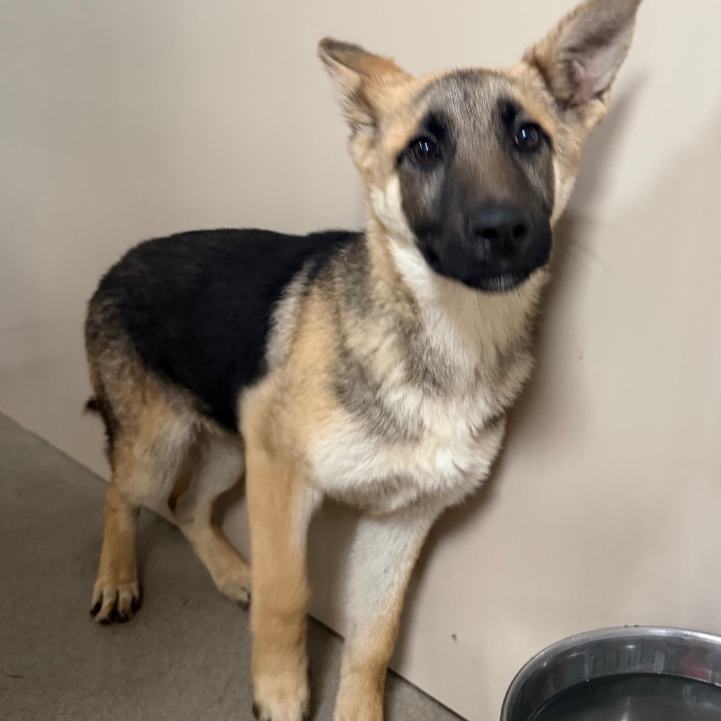 Kennel#19b Aurora's preview photo