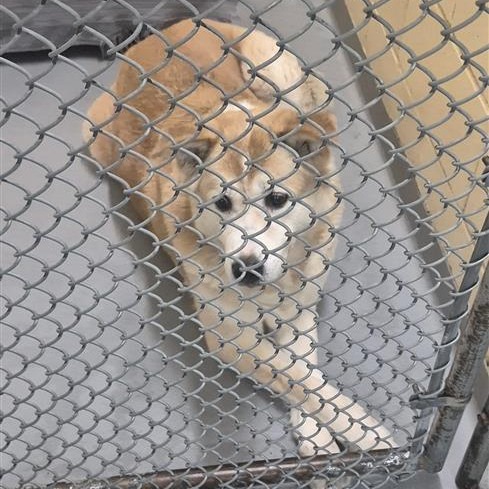 Australian Akita