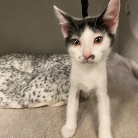KLAUS - Domestic Shorthair available for adoption