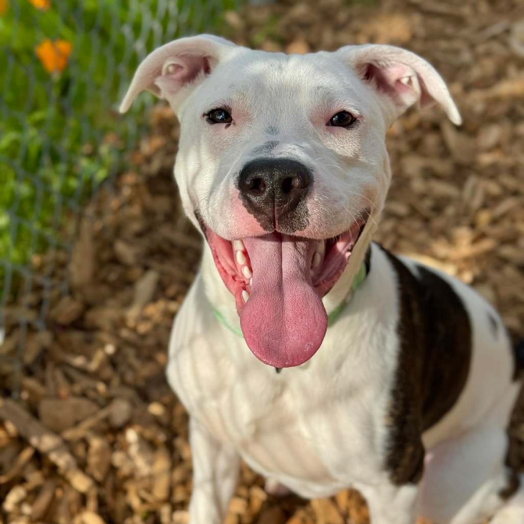 Pit Bull