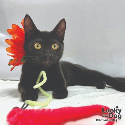 ERNIE - Domestic Shorthair available for adoption