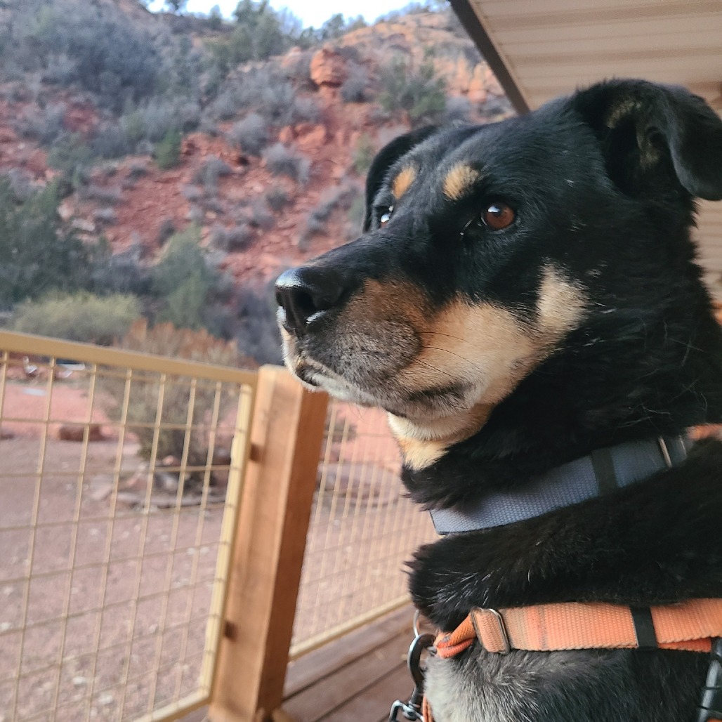 Roxy, photo 15