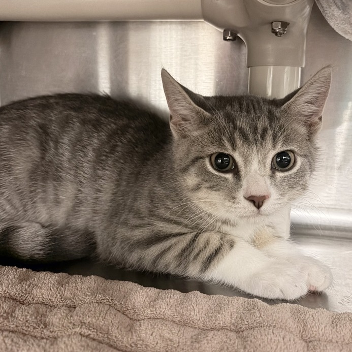 CUBBY - Domestic Shorthair available for adoption