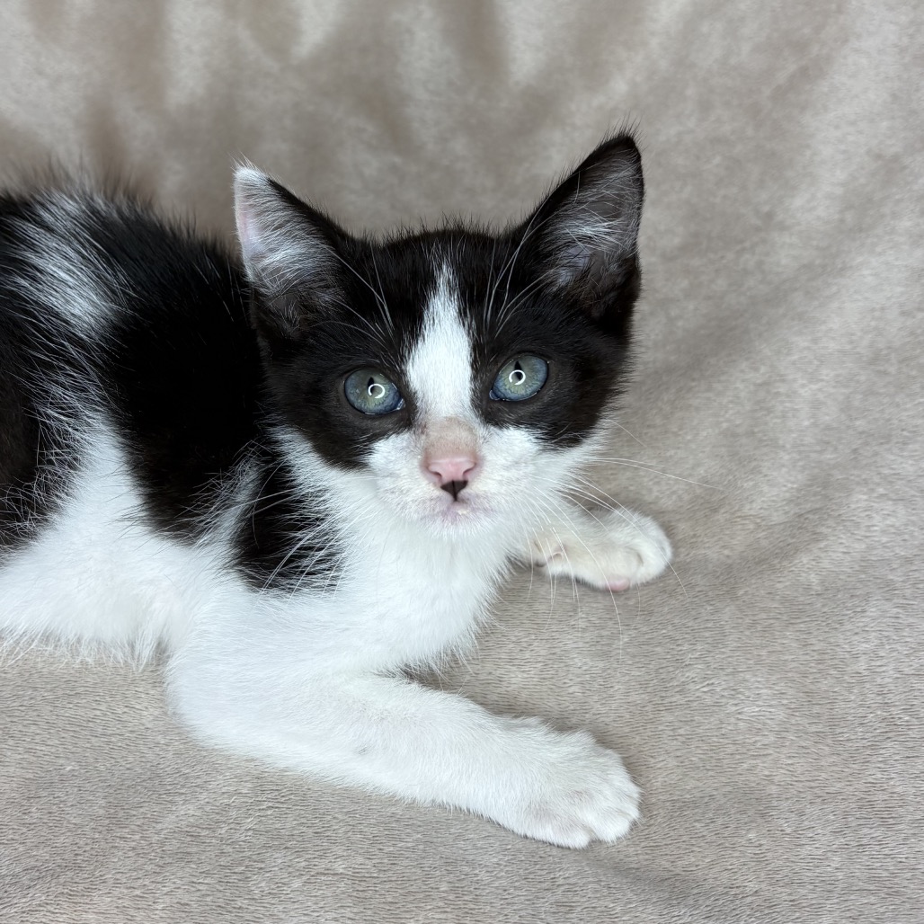 FRIED CHICKEN - Domestic Shorthair available for adoption