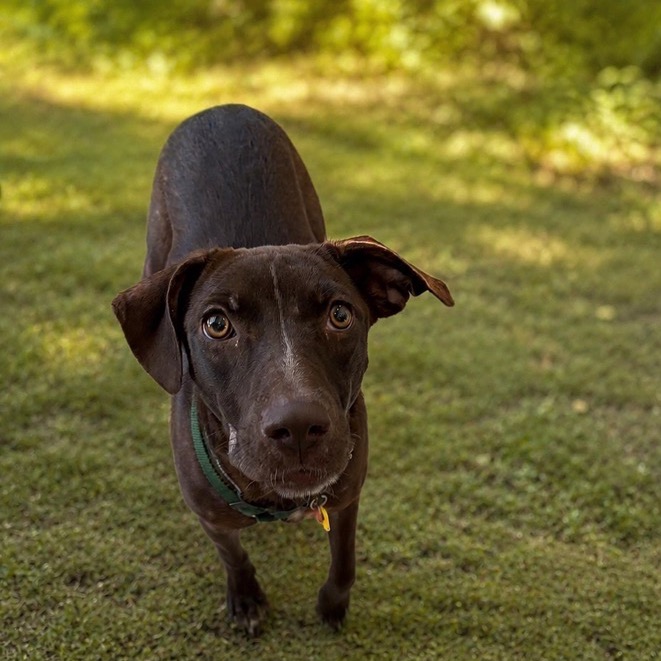 ASIA - Retriever / Chocolate Labrador available for adoption