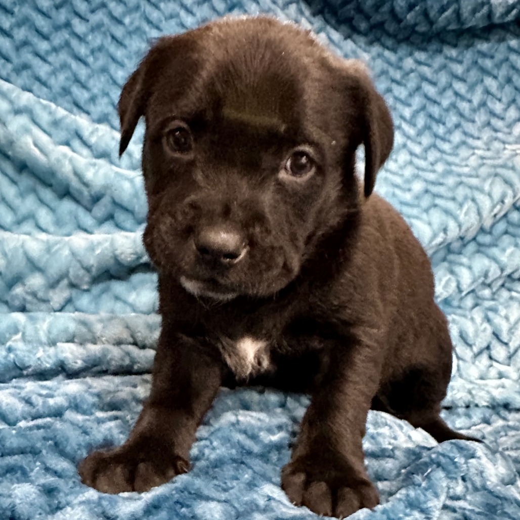 Petra's Pup- Wyatt — thumbnail 3