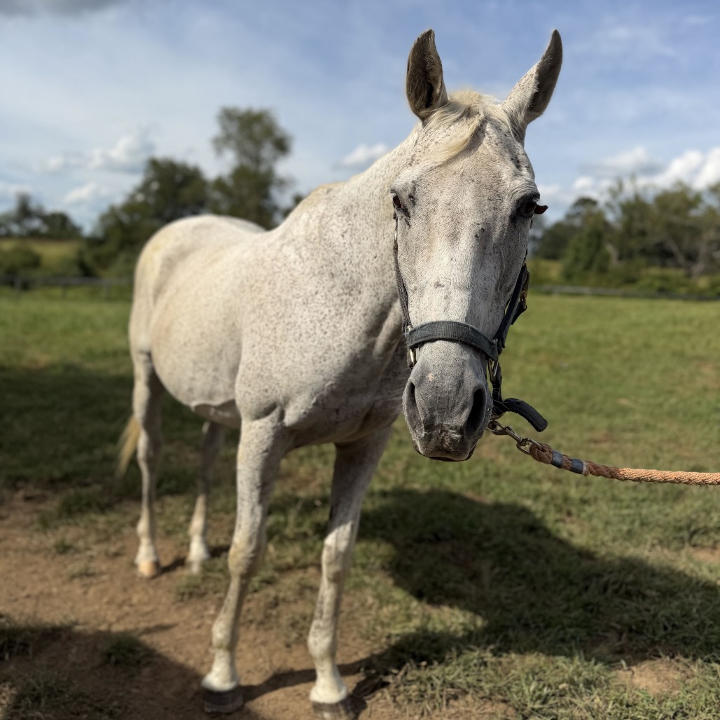 SILVER - Thoroughbred available for adoption