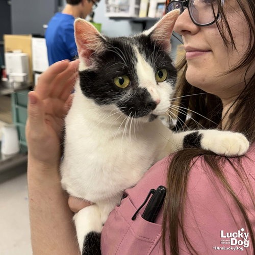 ONNO - Domestic Shorthair available for adoption