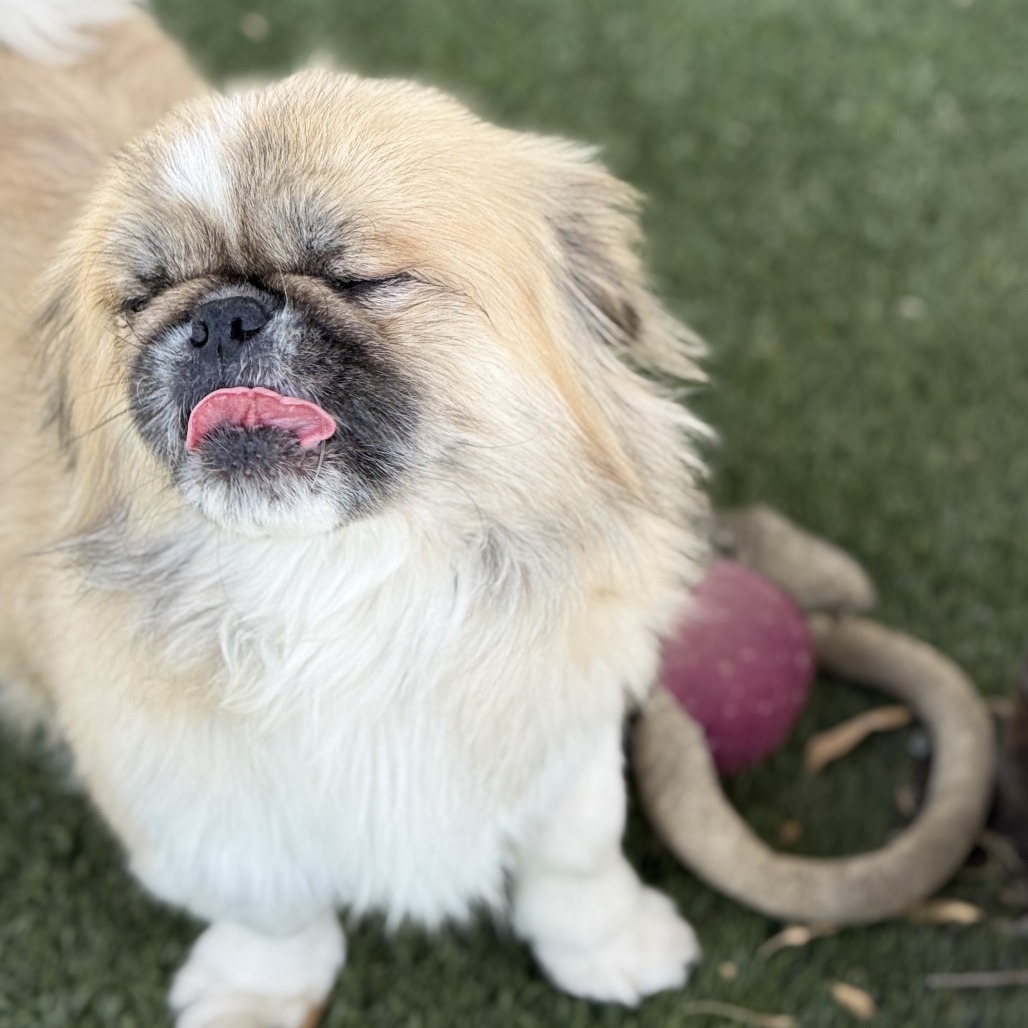 Muggsy, photo 4