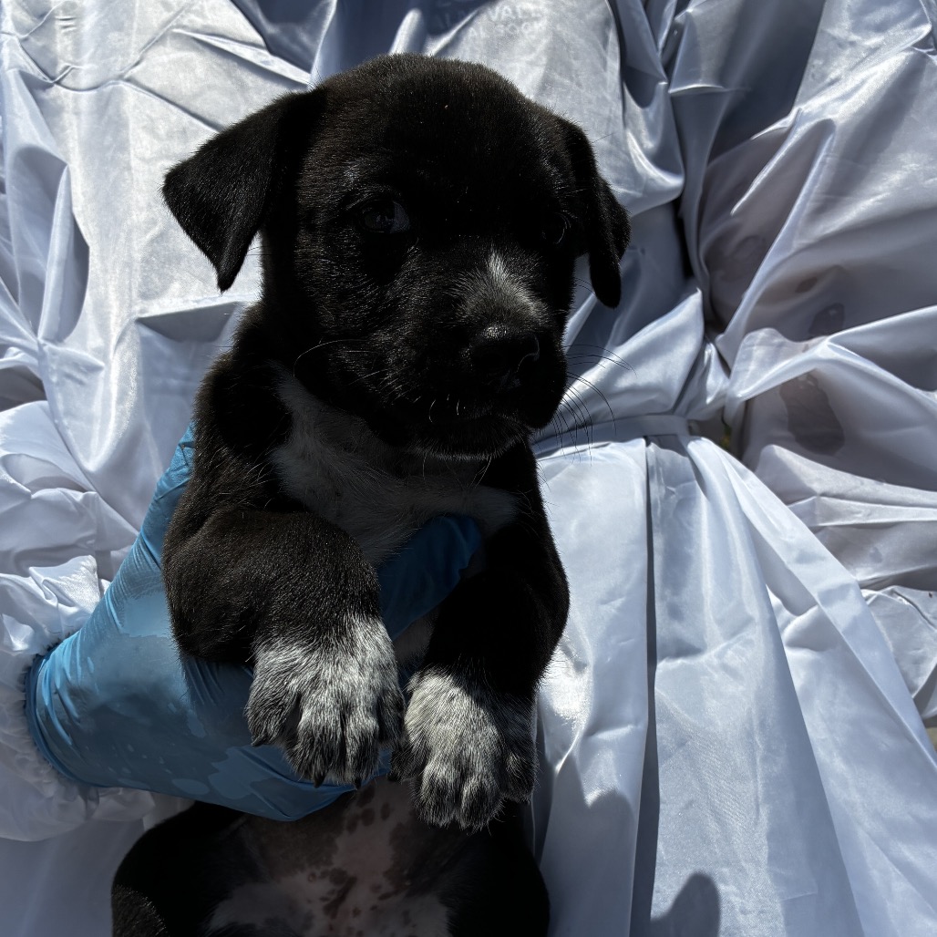 CHOCOLATE - Shepherd / Mix available for adoption