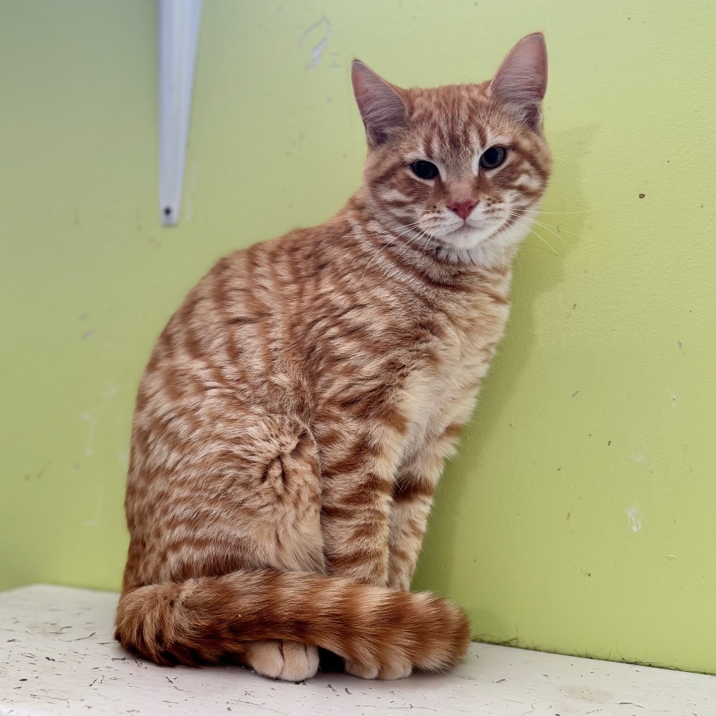 Wavaho — thumbnail 4