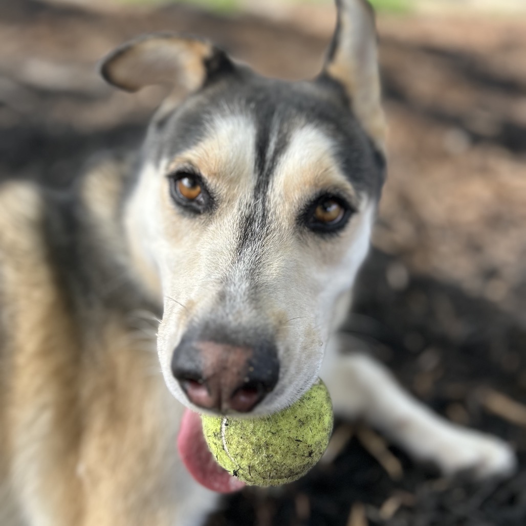 BINDI, photo 7