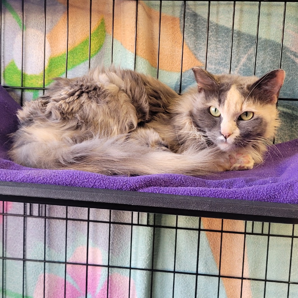KALLIE - Domestic Medium Hair available for adoption