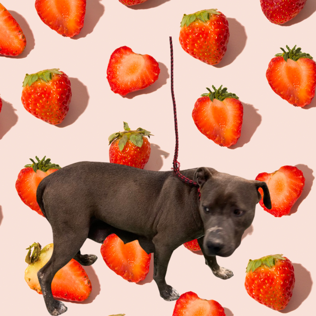 ROSE — thumbnail 9