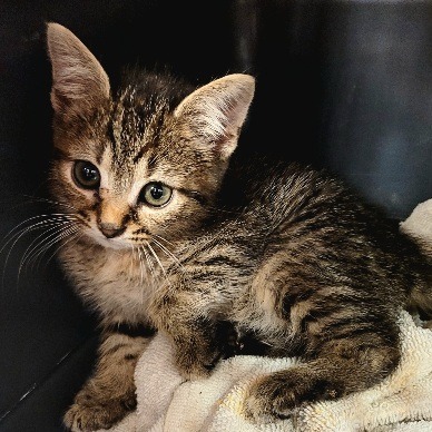 Fifi, photo 4
