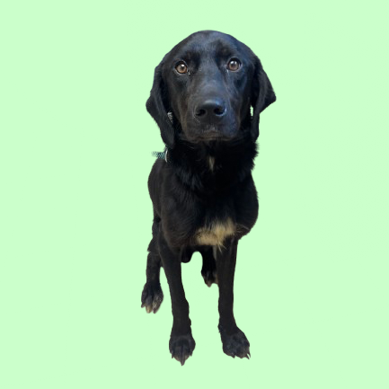Tusc Stray 81749