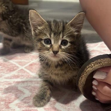 CHAI - Domestic Shorthair available for adoption