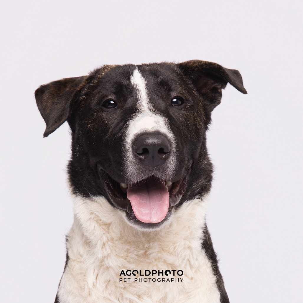 Braxton — thumbnail 3