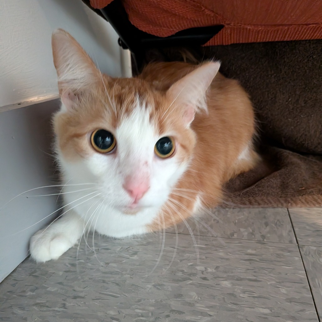 Feeny — thumbnail 2