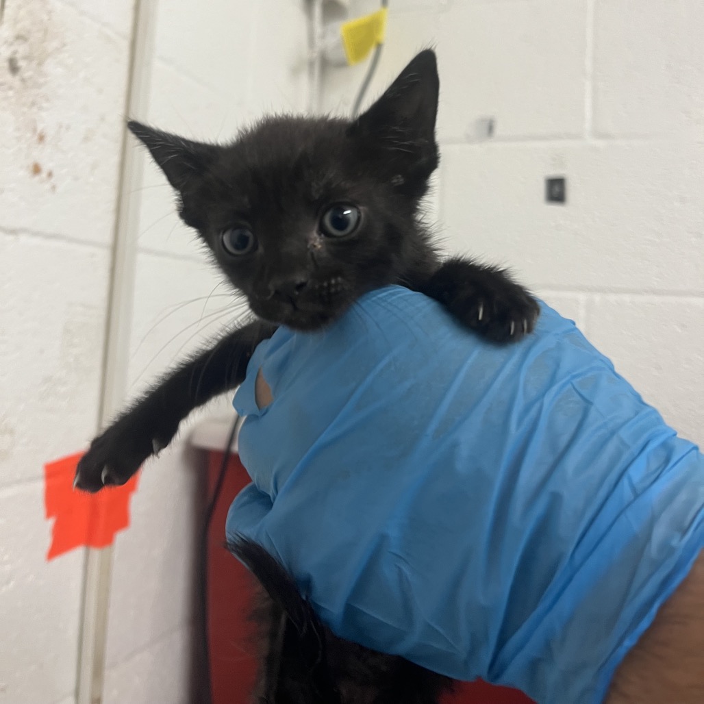 GREENIE WEENIE - Domestic Shorthair available for adoption