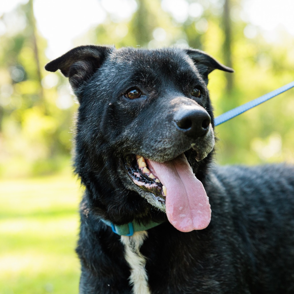 Dozer, photo 17