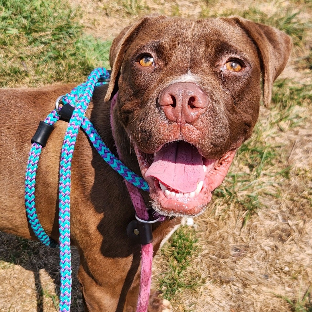 Bagels, a Mastiff