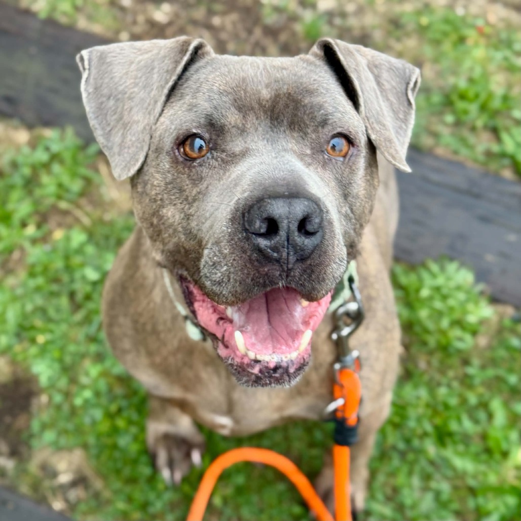 Pit Bull