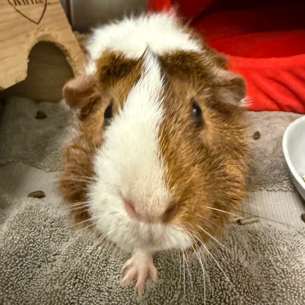 Photo of Olive (& Potato) 5