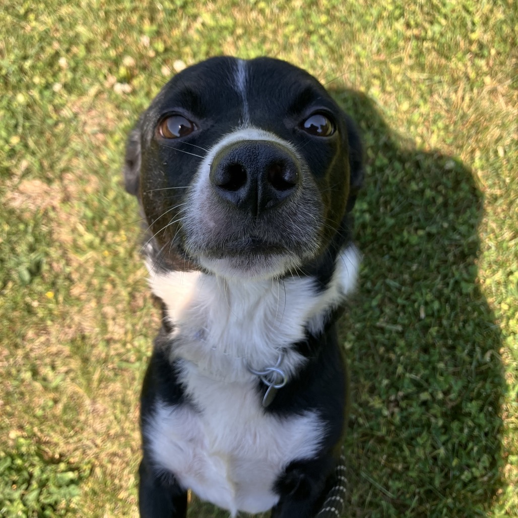 SNOOPY (IN FOSTER) - Mixed Breed (Small) available for adoption