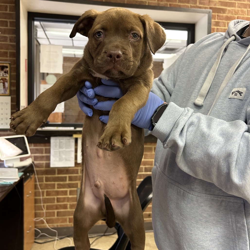 Pit Bull