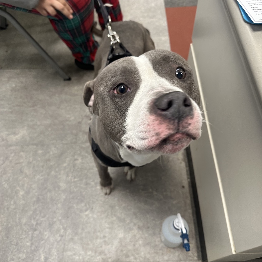 Nino — thumbnail 2