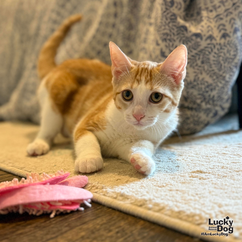 GOLDIE - Domestic Shorthair available for adoption