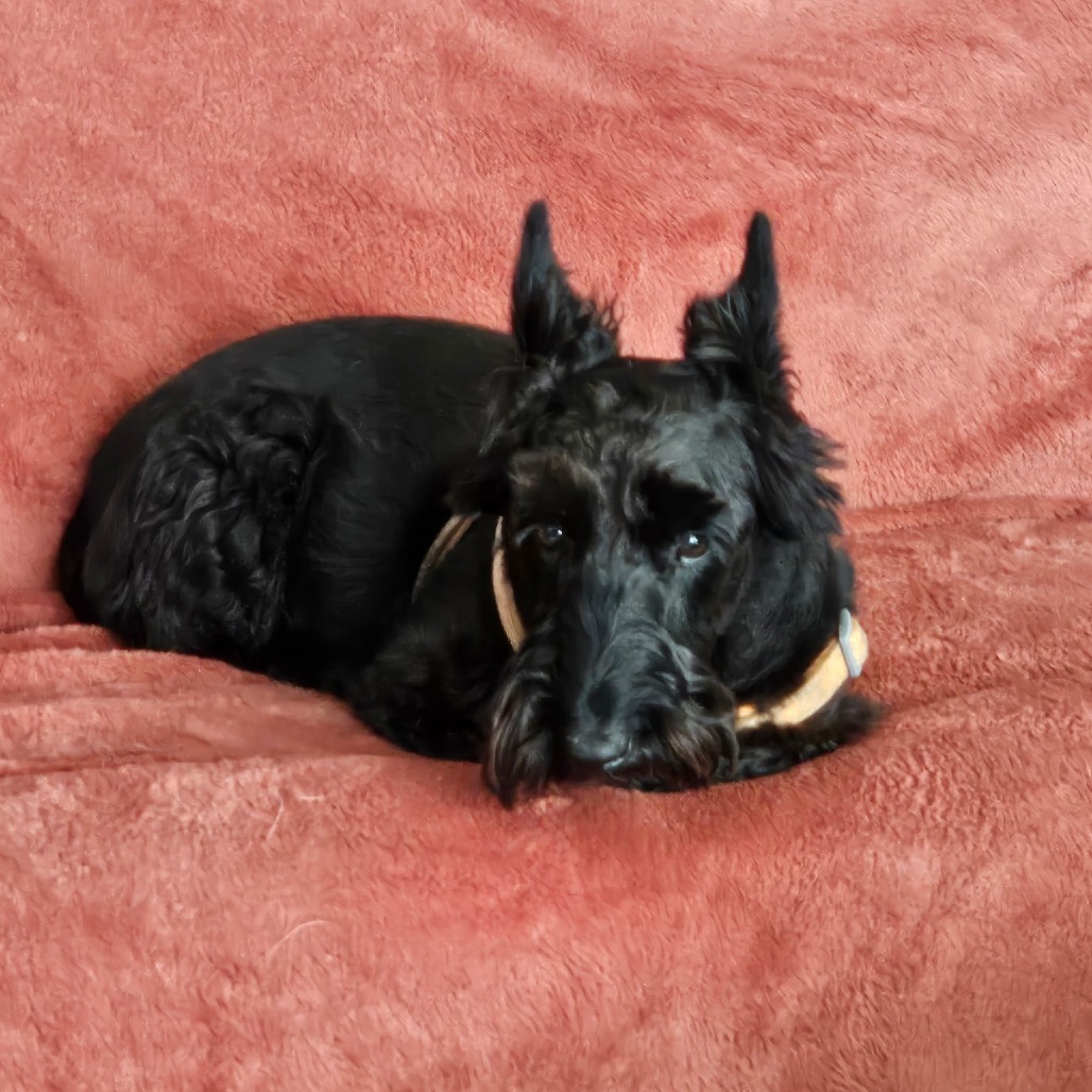Gus