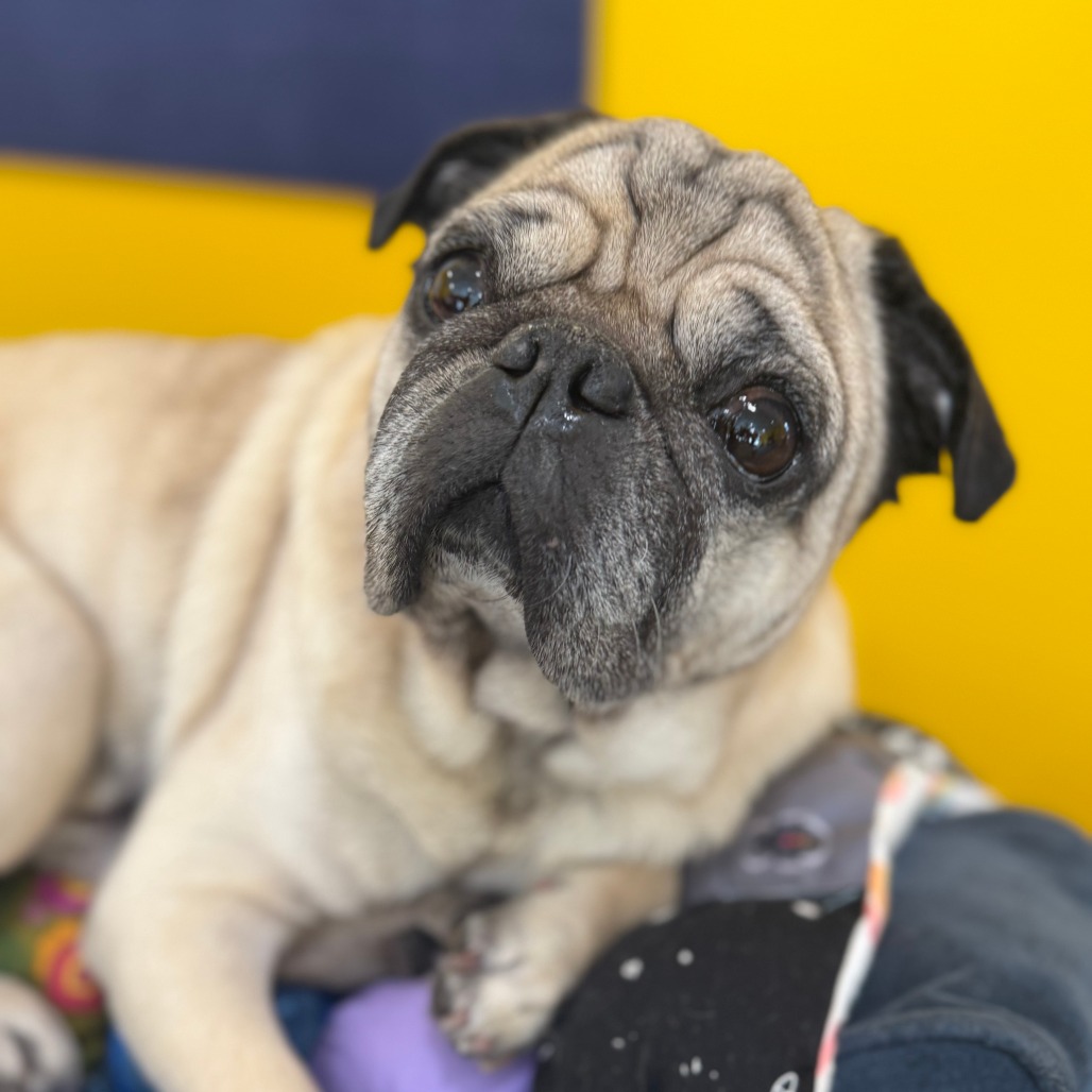 Spud, photo 12