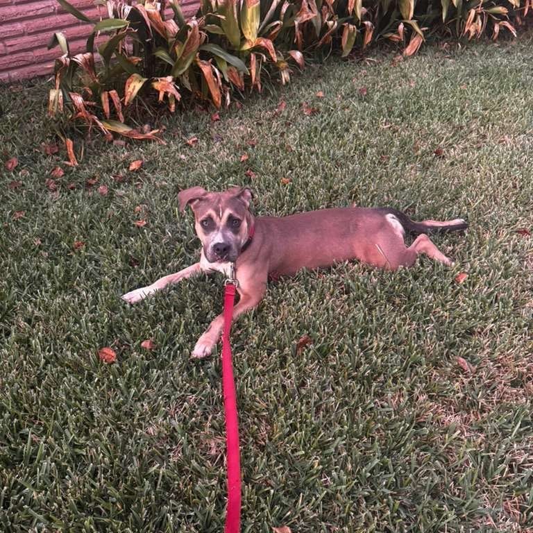 Willow, photo 11