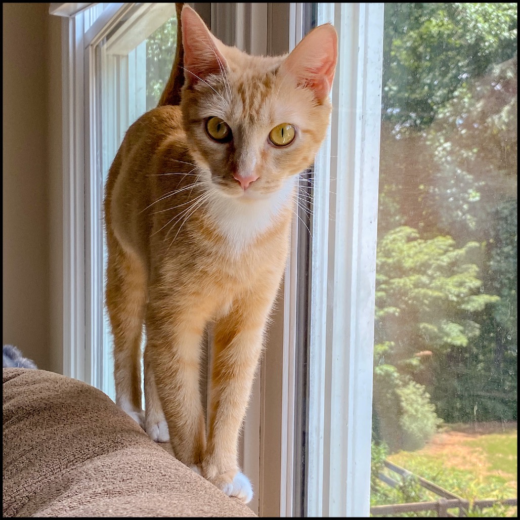 ABBI - Domestic Shorthair available for adoption