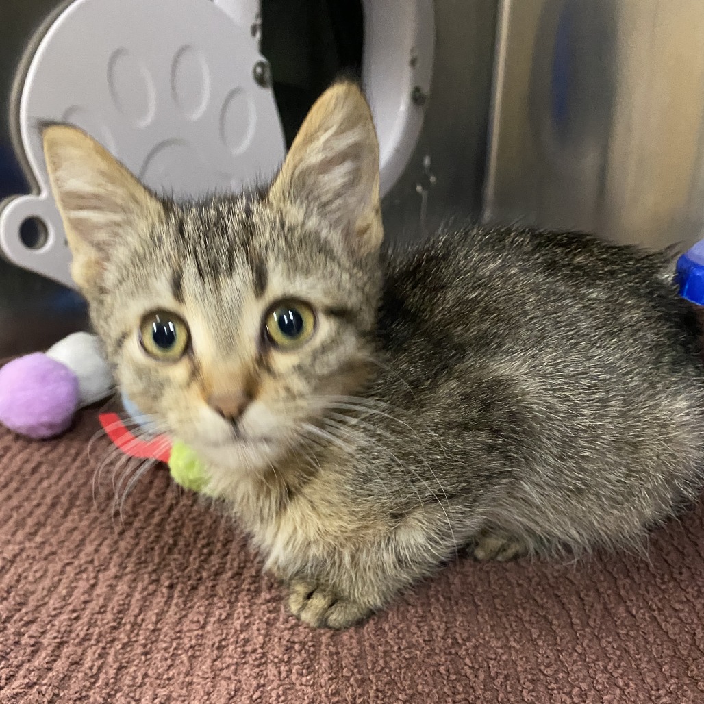 Fluttershy — thumbnail 2