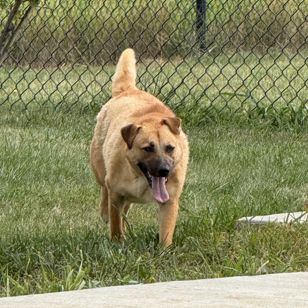 Mocha, photo 11